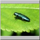 Agrilus cf cyanescens - Prachtkaefer 03.jpg